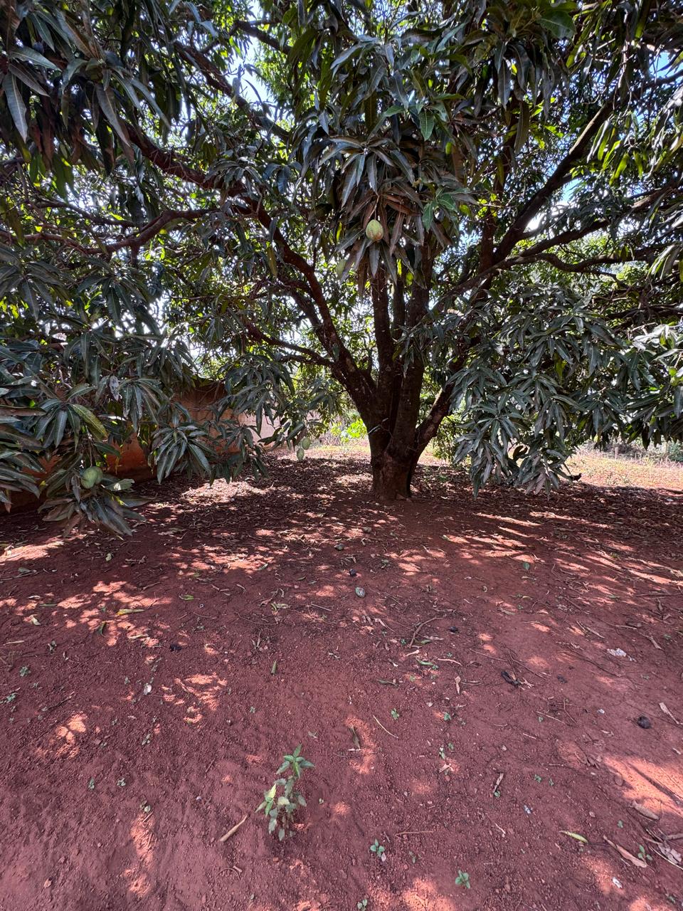 Lotes à venda no Solar do Madeira - foto 4